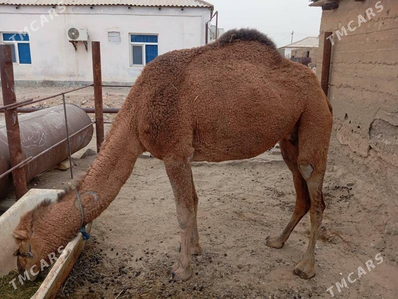 Düye - Gumdag - img 3