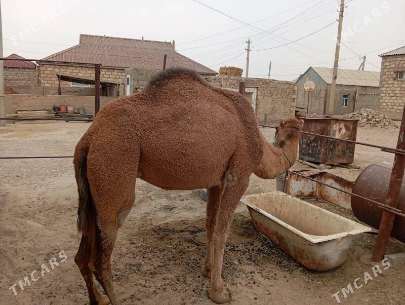 Düye - Gumdag - img 2