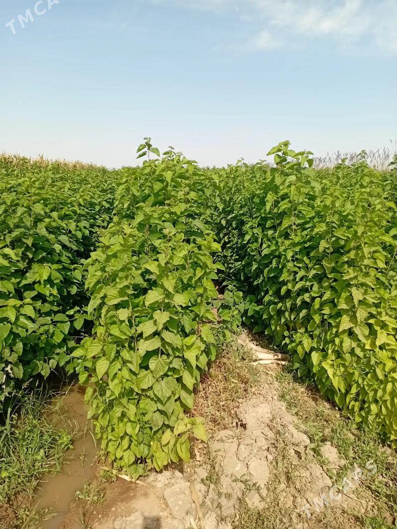 Tut nahaly - Sarahs - img 2