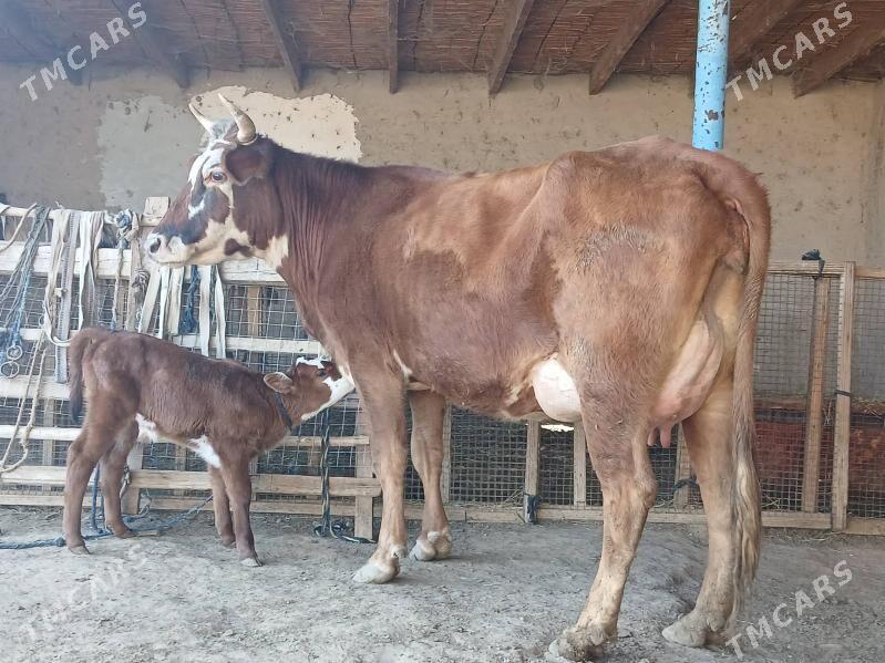 goleli - Wekilbazar - img 1