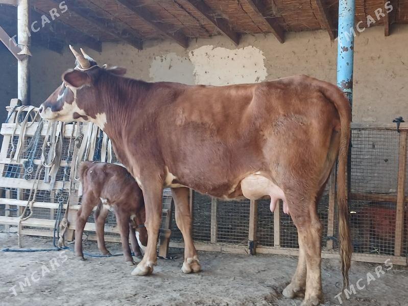 goleli - Wekilbazar - img 8