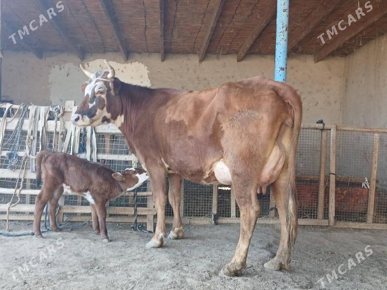 goleli - Wekilbazar - img 2