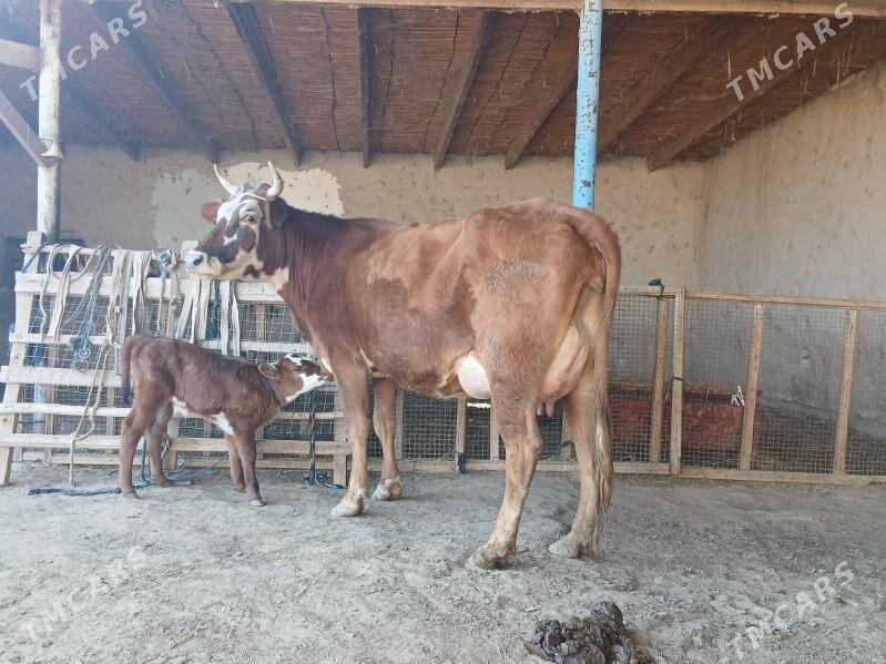 goleli - Wekilbazar - img 3