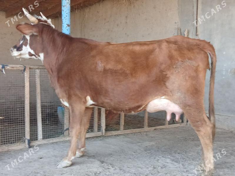 goleli - Wekilbazar - img 6