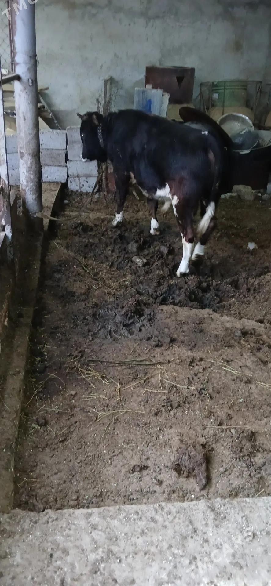 siwes okuz - Гёкдепе - img 2