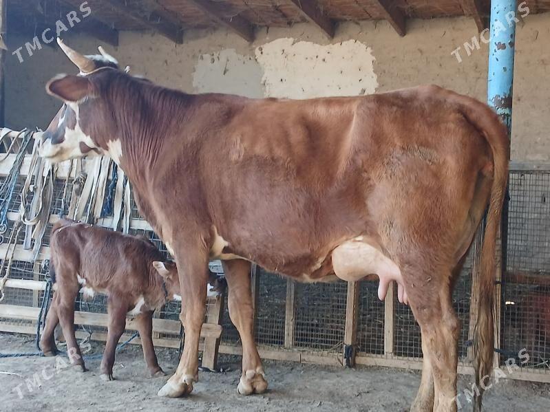 goleli - Wekilbazar - img 7