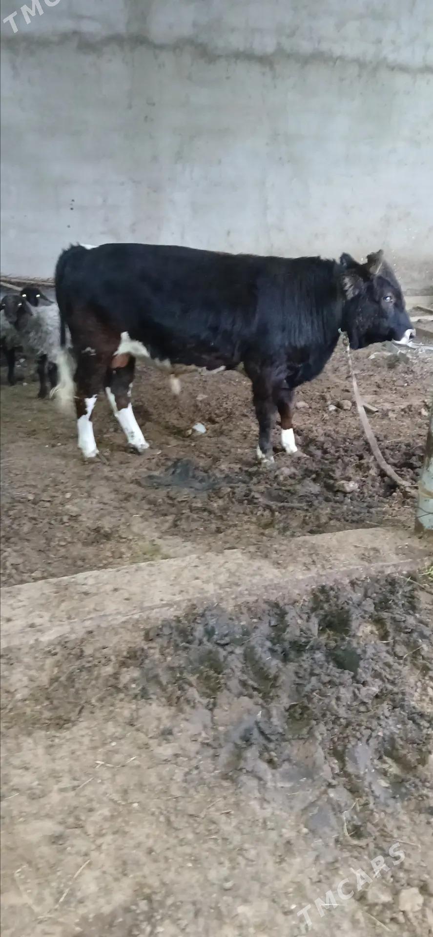 siwes okuz - Гёкдепе - img 3