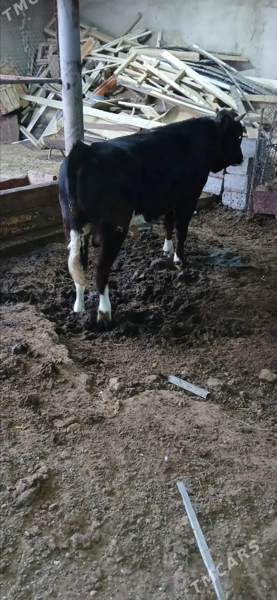 siwes okuz - Гёкдепе - img 4