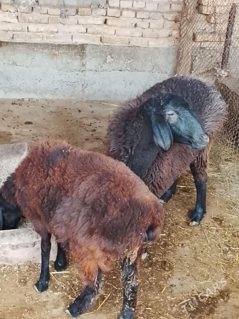 semiz goyun - Туркменабат - img 3