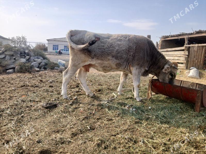 bakylipduran sygyr - Bäherden - img 2