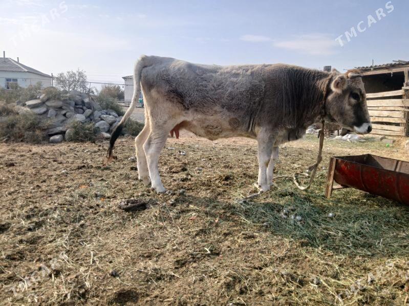 bakylipduran sygyr - Bäherden - img 3