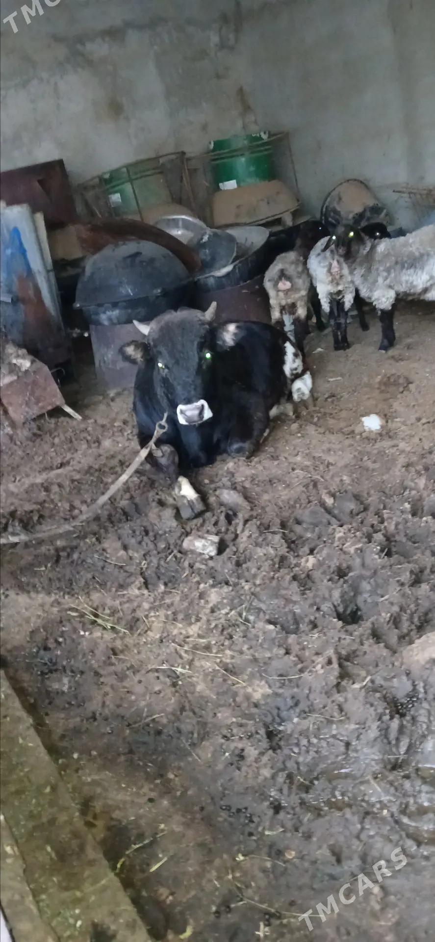 siwes okuz - Гёкдепе - img 5