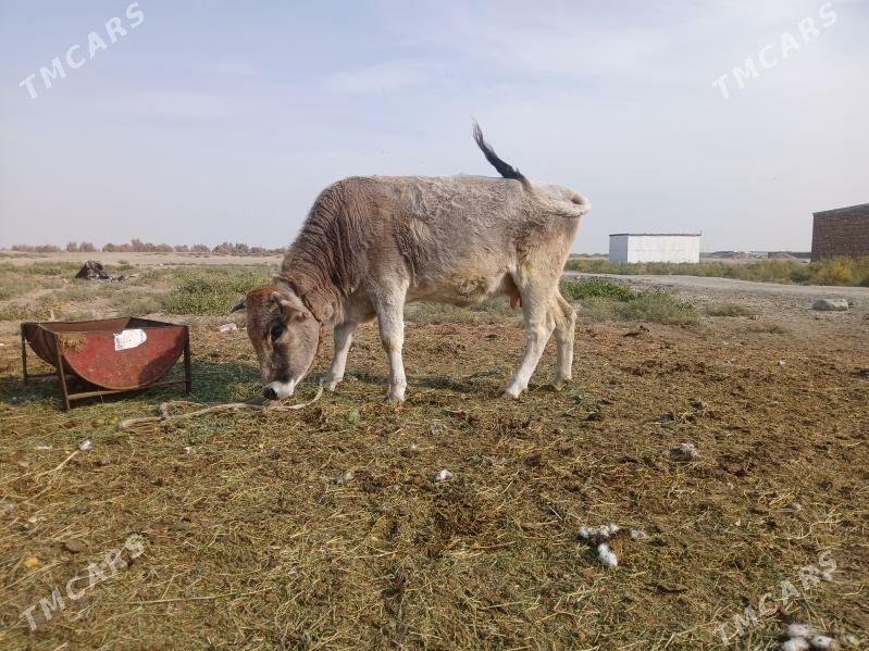 bakylipduran sygyr - Bäherden - img 4