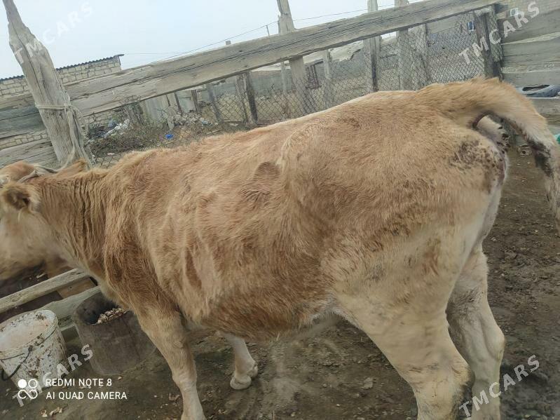 bakylan sygyr - Bereket - img 1