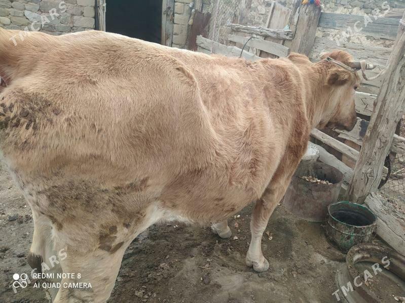 bakylan sygyr - Bereket - img 2