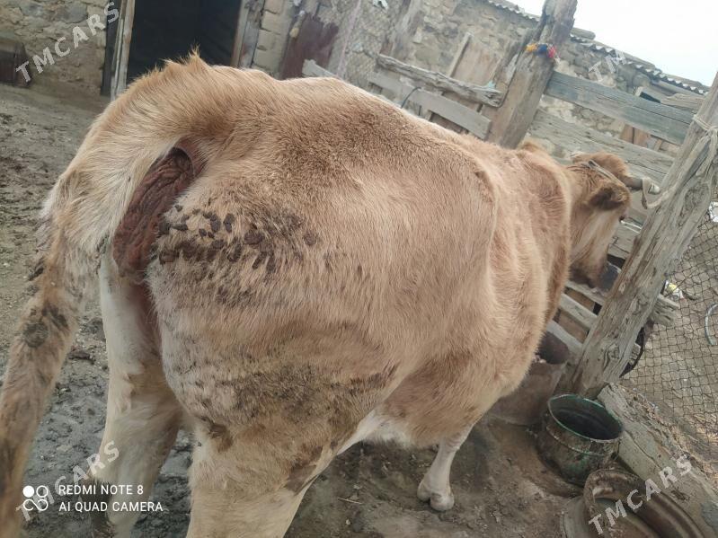 bakylan sygyr - Bereket - img 3