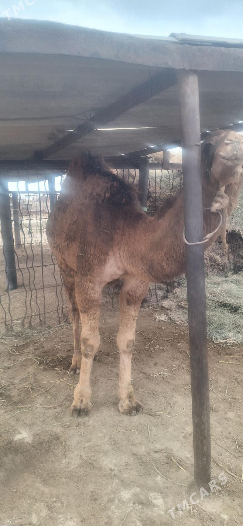 дуе - Esenguly - img 11