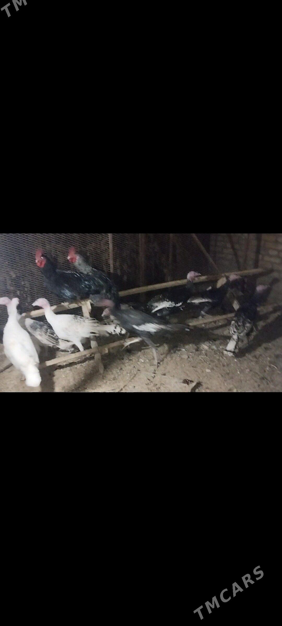 indyuk - Sakar - img 2