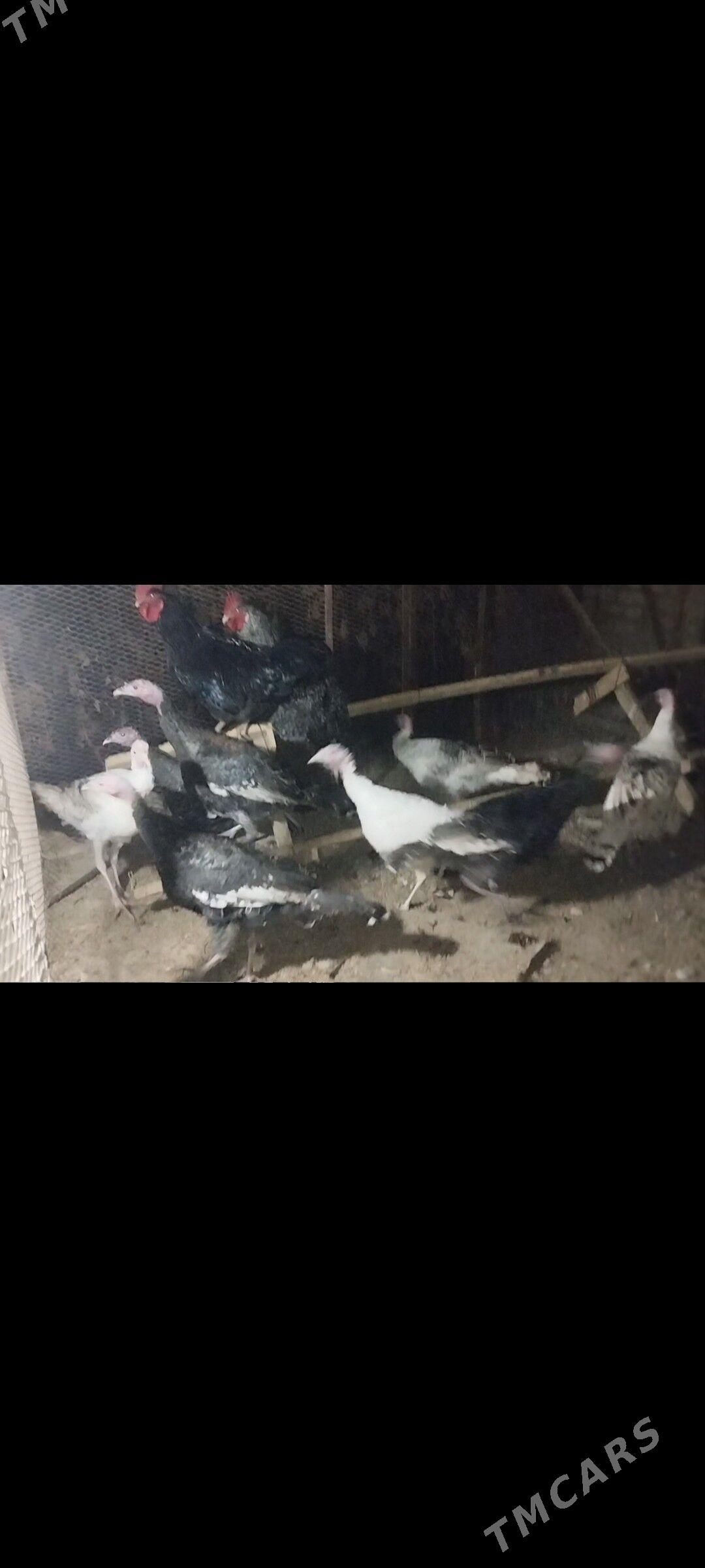 indyuk - Sakar - img 3