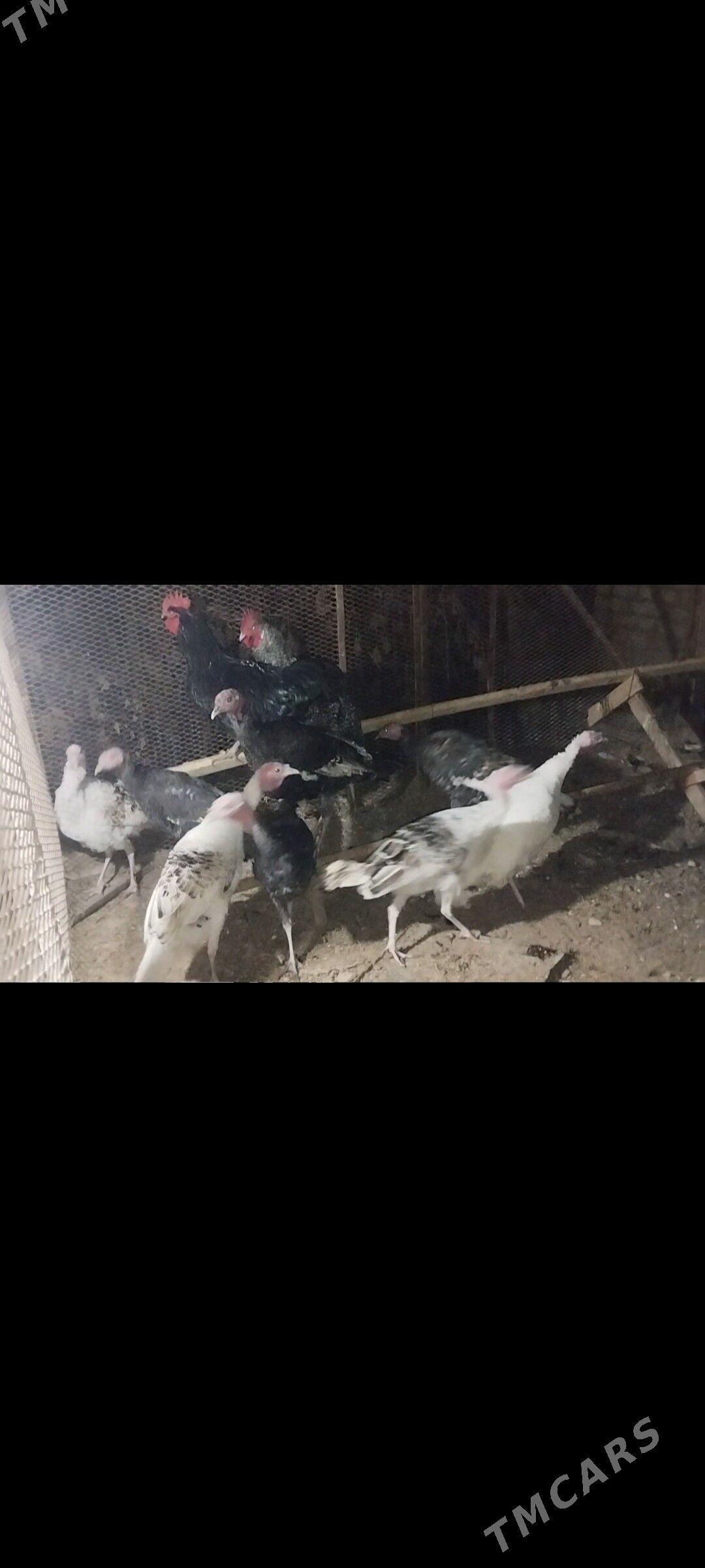 indyuk - Sakar - img 4