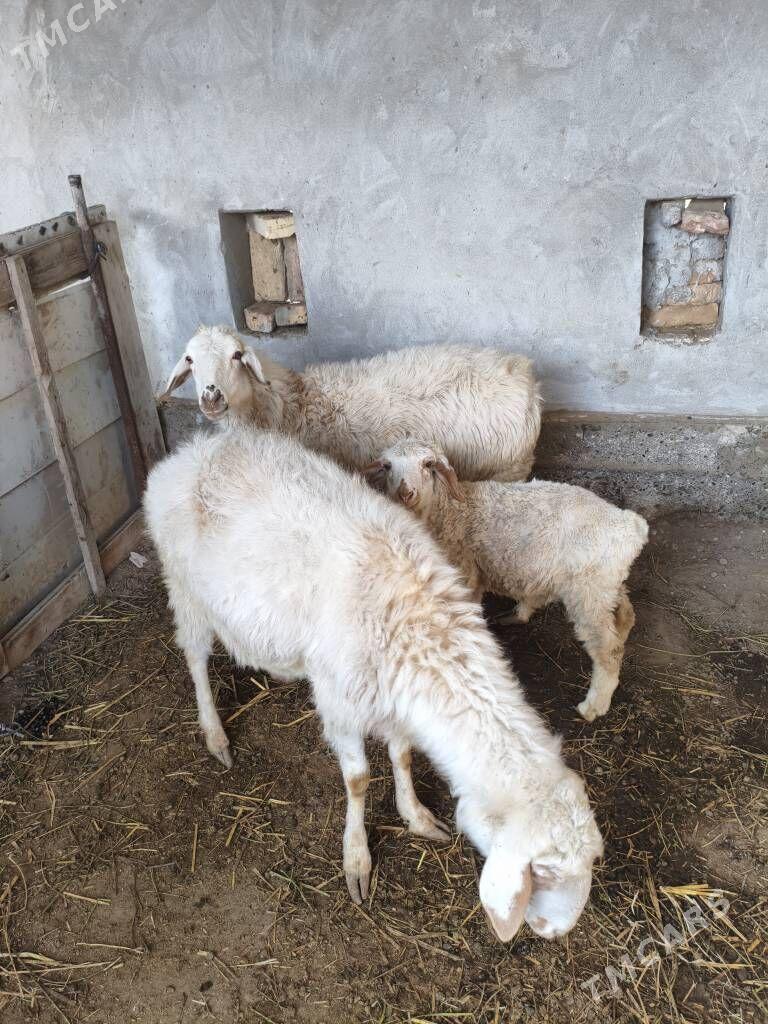 Goyun ve unajyn - Туркменабат - img 2