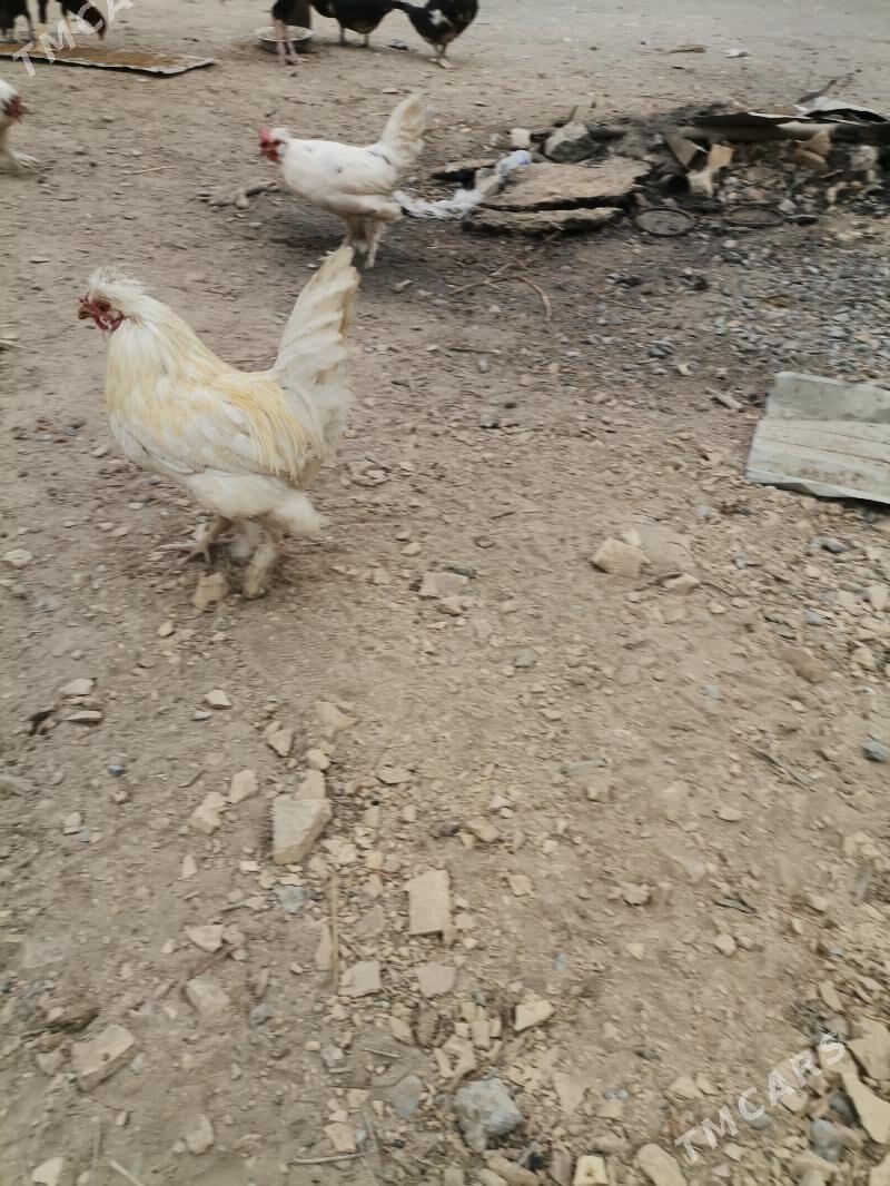 Karlik horaz - Türkmenabat - img 2