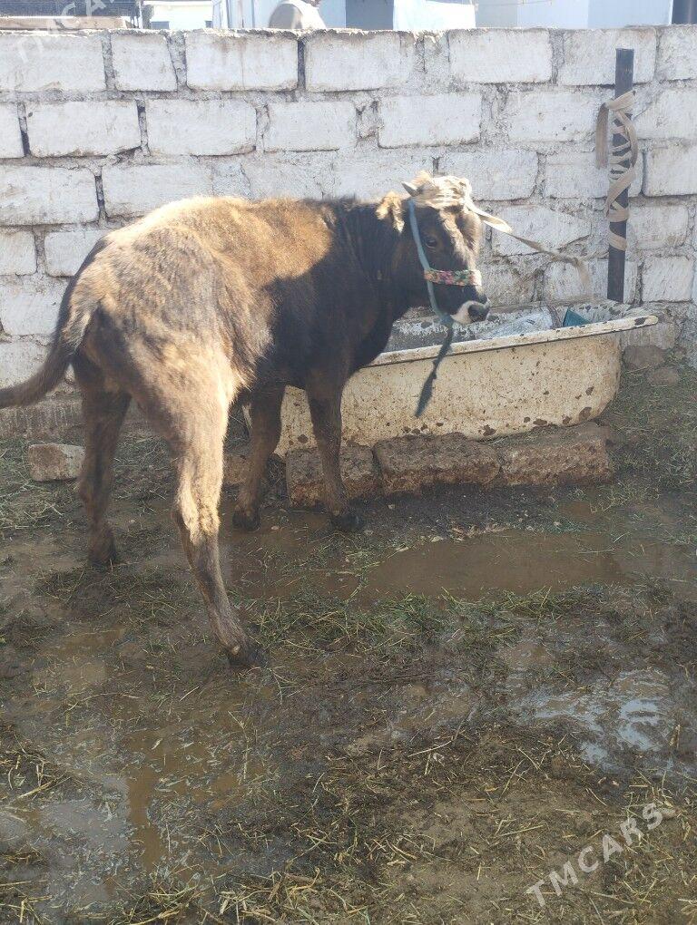 Okuz 11aylyk - Balkanabat - img 2