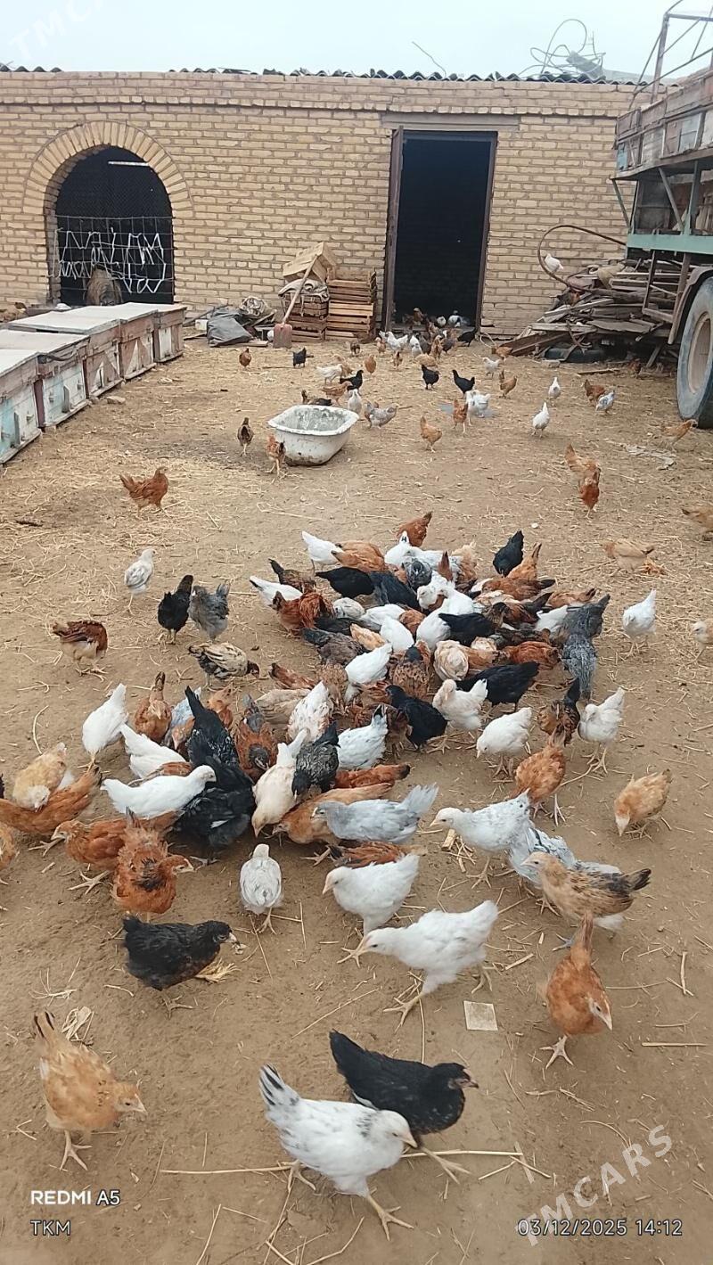 жуже - Сакарчага - img 3