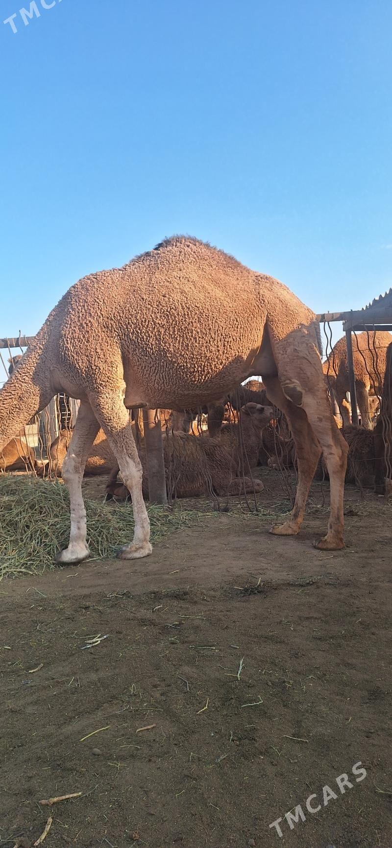 дуе - Esenguly - img 10