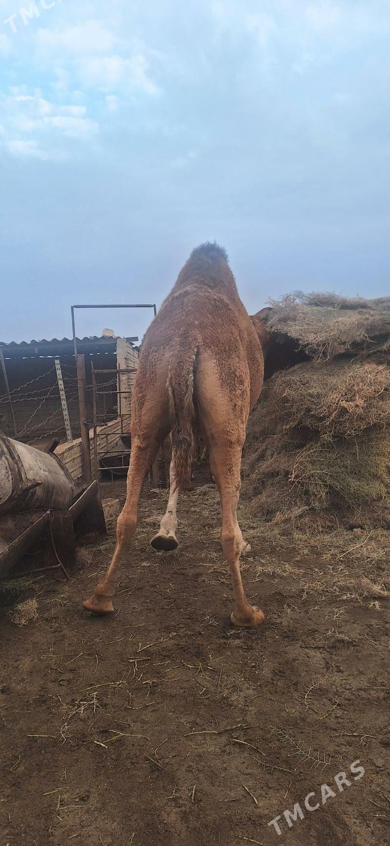 дуе - Esenguly - img 8