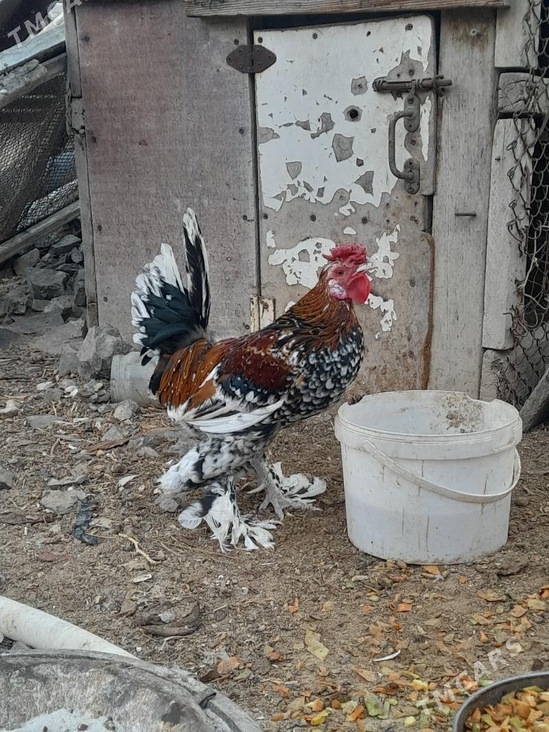 Karlik Horaz - Türkmenbaşy - img 2