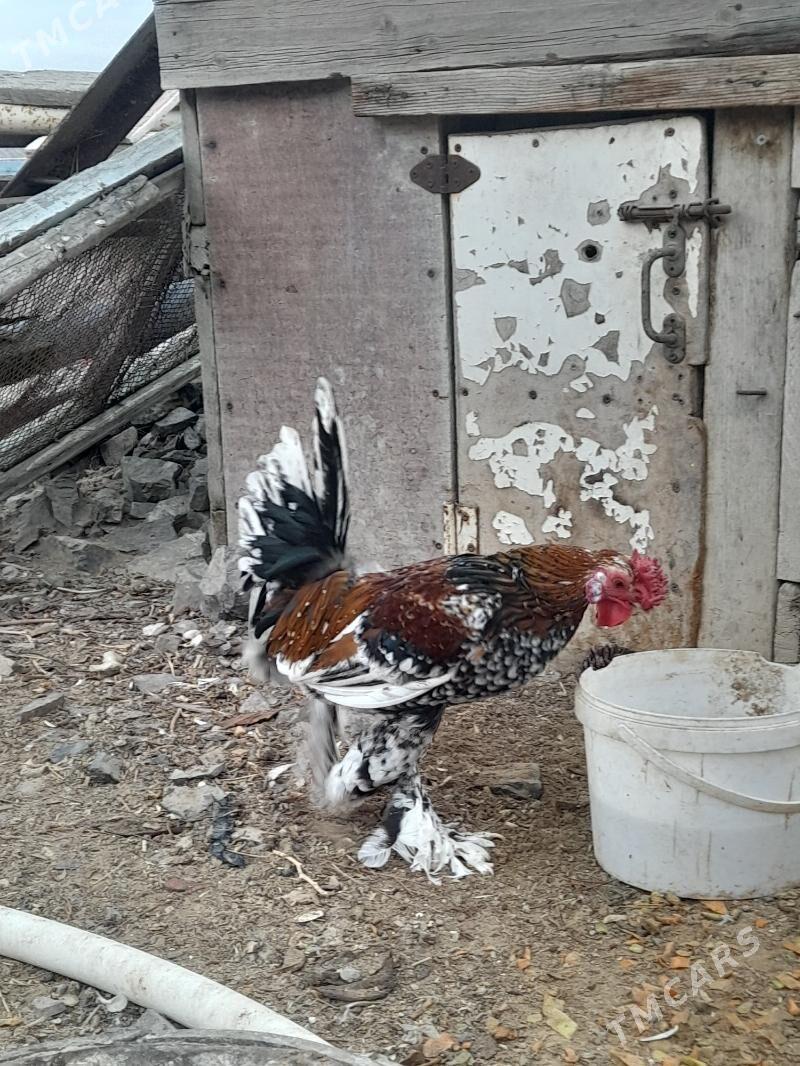 Karlik Horaz - Türkmenbaşy - img 3