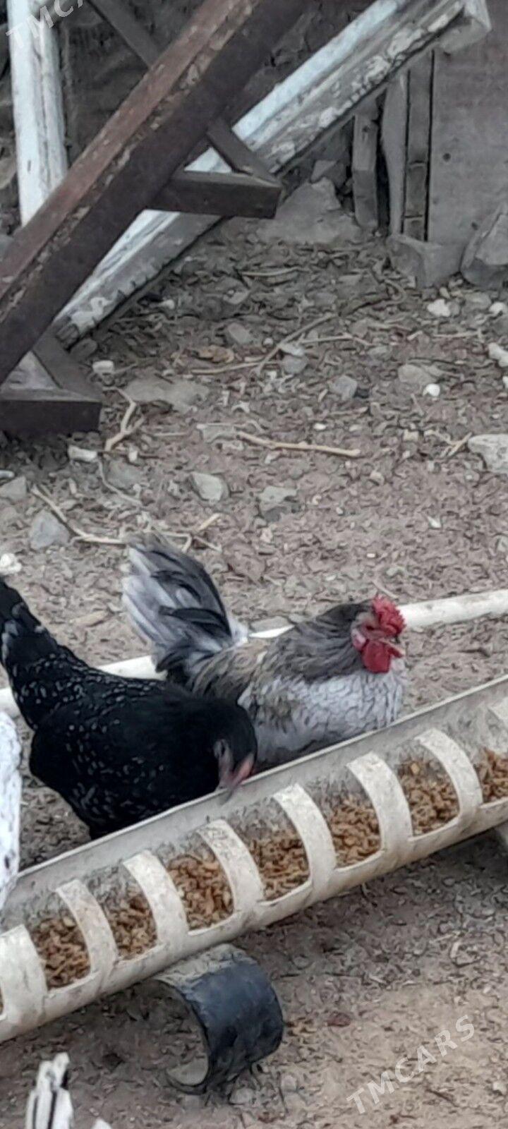 Karlik Horaz - Türkmenbaşy - img 10