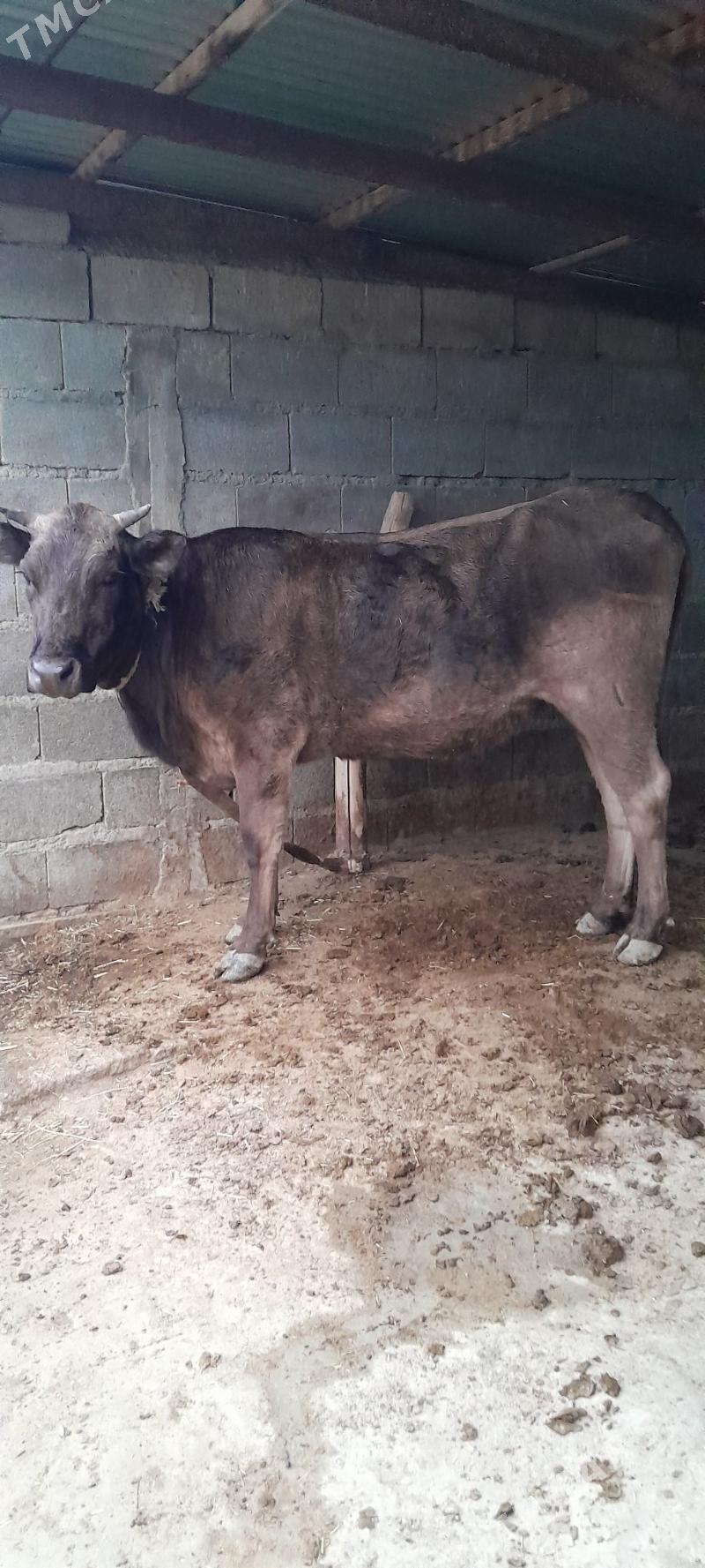 argynal  sygyr - Бахарден - img 2