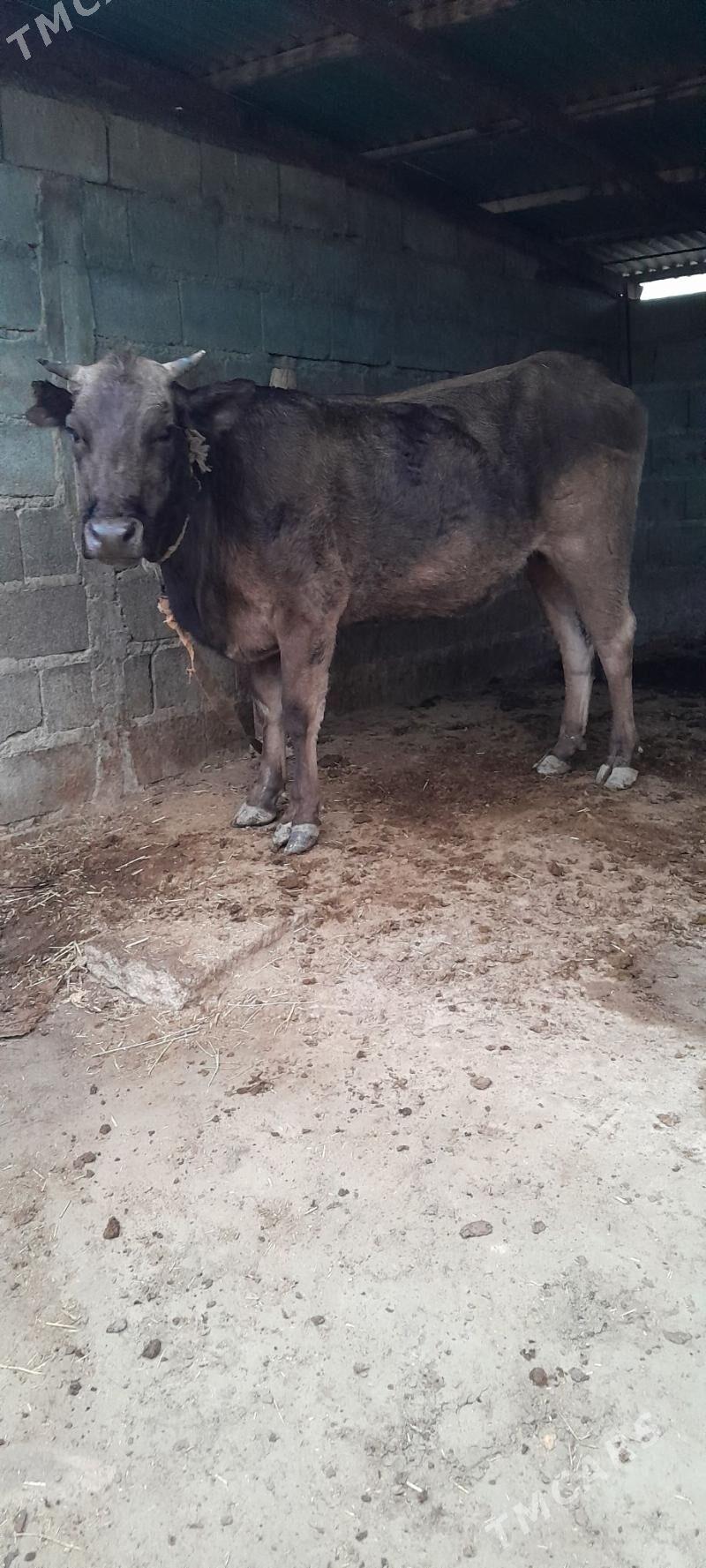 argynal sygyr - Бахарден - img 1