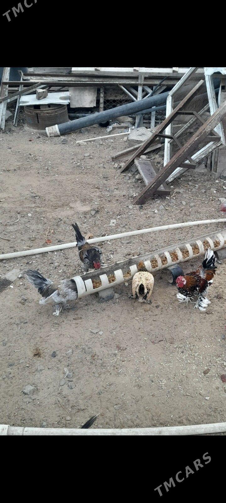 Karlik Horaz - Türkmenbaşy - img 8