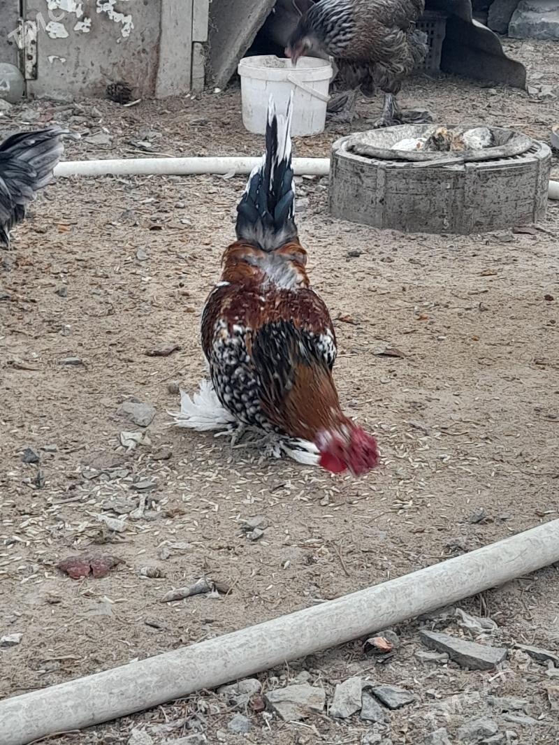 Karlik Horaz - Türkmenbaşy - img 7