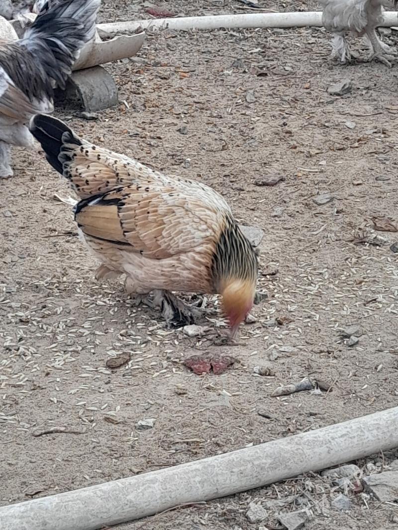 Karlik Horaz - Türkmenbaşy - img 6