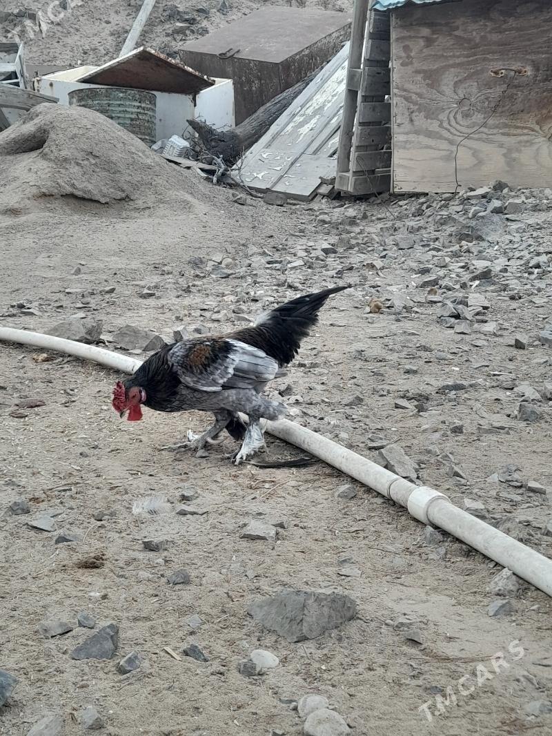 Karlik Horaz - Türkmenbaşy - img 4