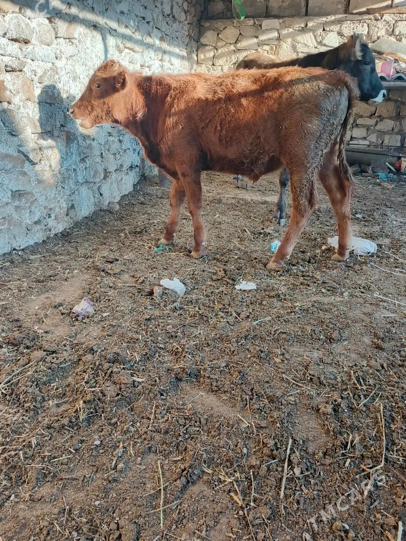 Okuz 9aylyk - Балканабат - img 2