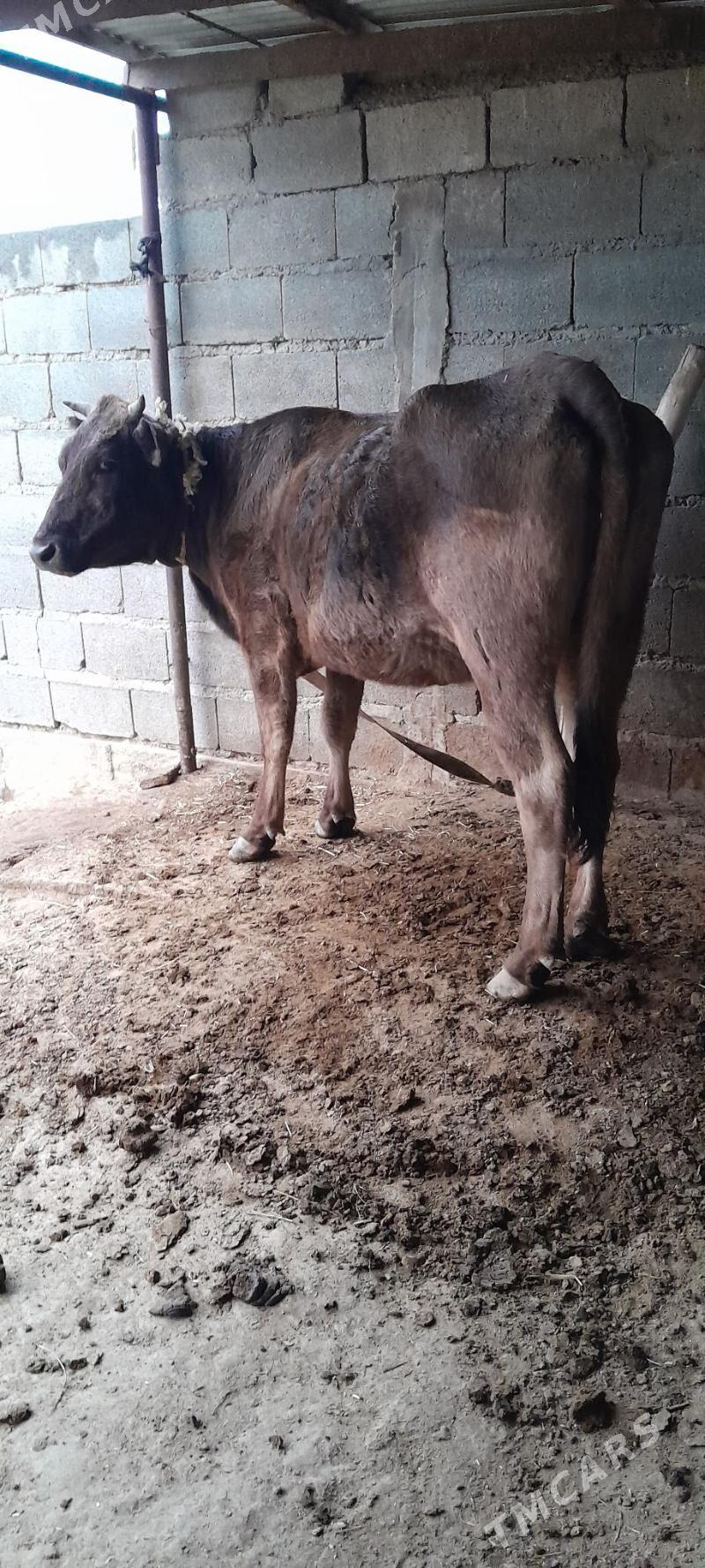 argynal  sygyr - Бахарден - img 3