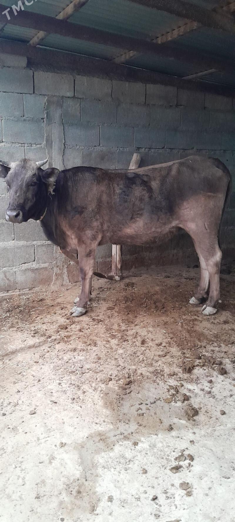 argynal  sygyr - Бахарден - img 4