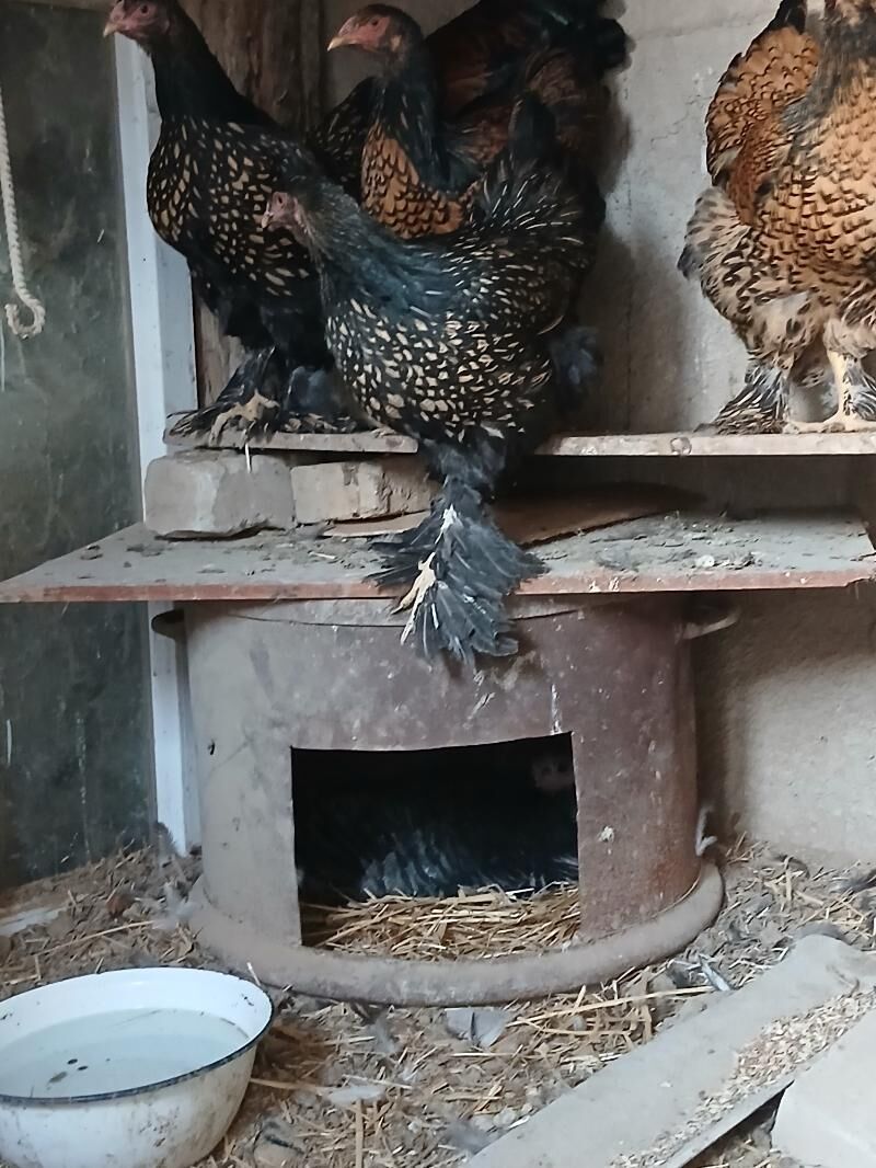 kurk induk - Kaka - img 4