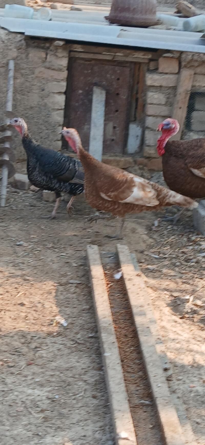 kurk induk - Kaka - img 6