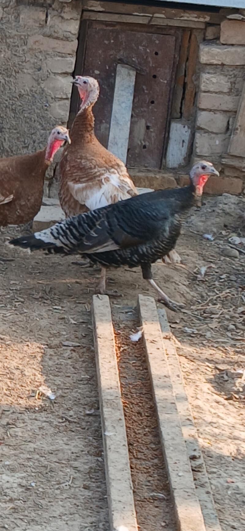 kurk induk - Kaka - img 5