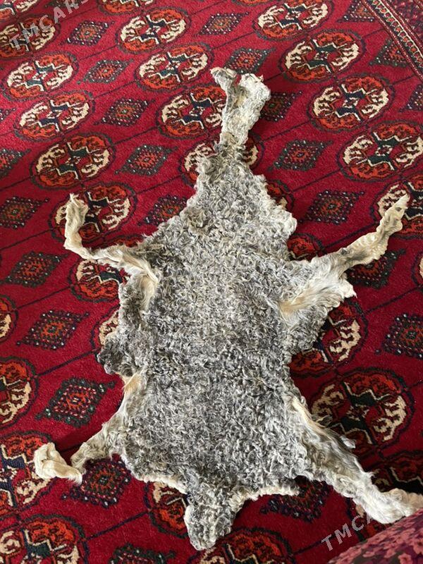 bagana - Ашхабад - img 3