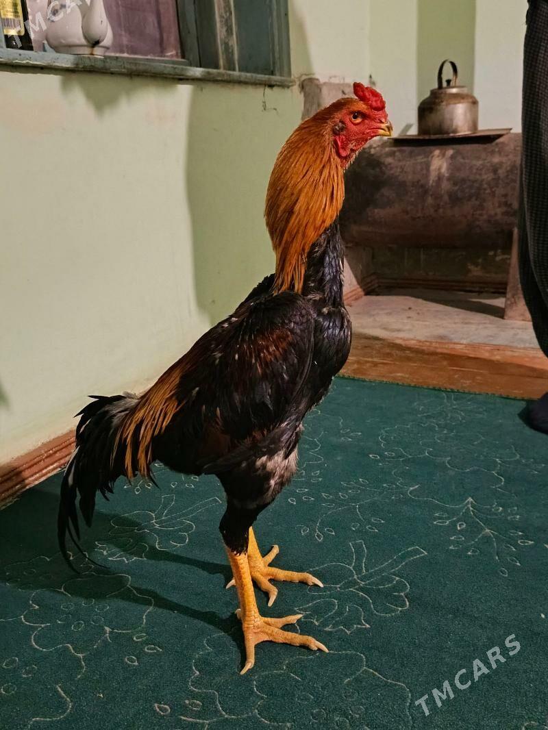 horaz - Türkmenabat - img 2