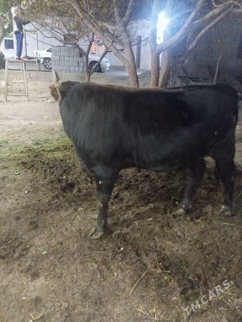 öküz - Gypjak - img 2