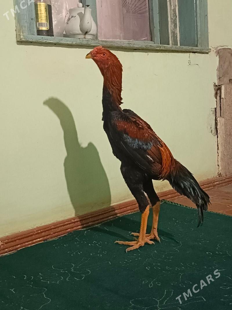 horaz - Türkmenabat - img 4