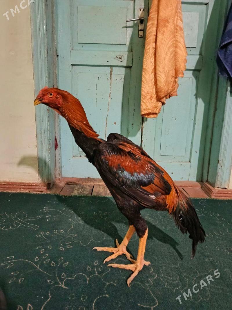 horaz - Türkmenabat - img 3